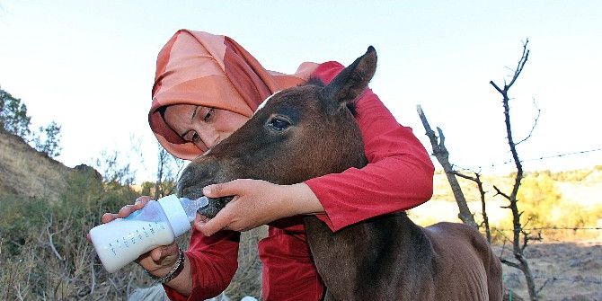 Yaralı Atı Ölüme Terk Ettiler