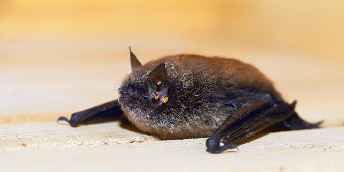 Rize’de ’Sakallı Yarasa’ Tespit Edildi