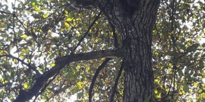 Artvin’de Köpekten Kaçarak Ağaca Tırmanan Ayı Yavruları Kurtarıldı