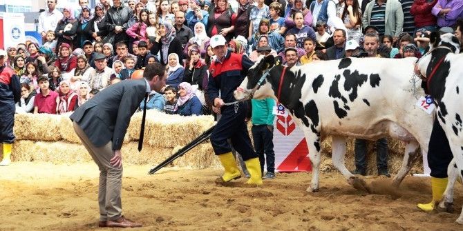 Canlı Hayvan Fuarına Aydın’dan Gidiş Dönüşler Ücretsiz Olacak