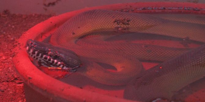 Ünlü Yönetmenin Evinde Ele Geçirilen Kaçak Hayvanlar Koruma Altına Alındı