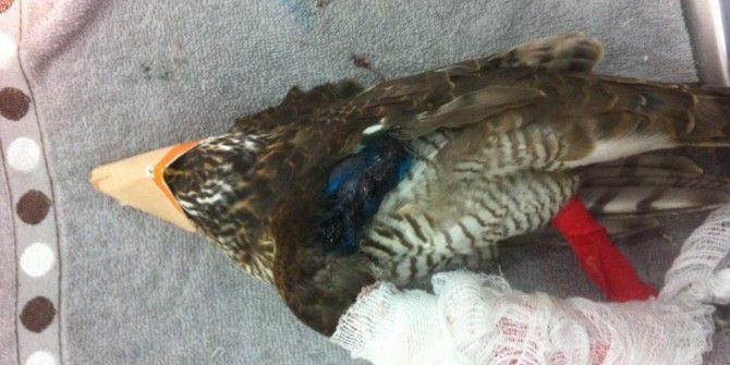 Ateşli Silahla Sol Kanadı Parçalanan Atmaca Ameliyat Sonrası Hayata Tutundu