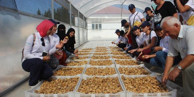 Aydınlı İncir Üreticisi Prim Desteğini Bekliyor