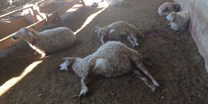 Kurt Saldırısına Uğrayan 20 Koyun Telef Oldu