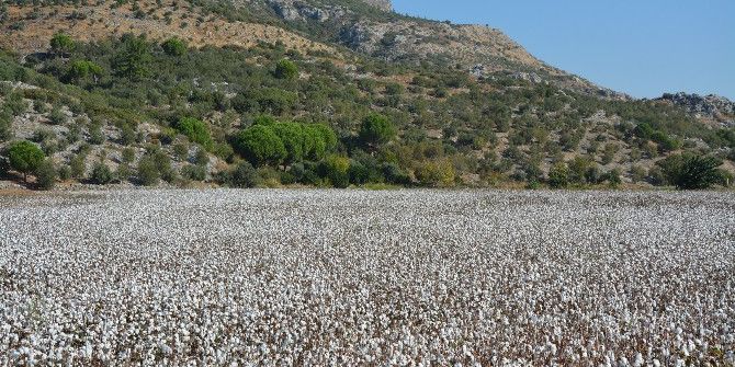 Ege Bölgesi’nde Pamuk Rekoltesi 427 Bin Ton, Yüzde 41’i İse Söke Ovası’ndan