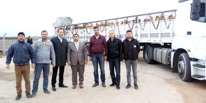 Genç Çiftçilere Bir Tır Düve Hibe Edildi