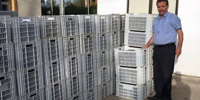 Didim’de Dane Zeytin Fiyatları Üreticinin Yüzünü Güldürdü