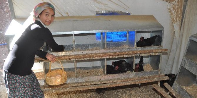 Kapıcı Olacaktı, Yumurta Tavukçusu Oldu