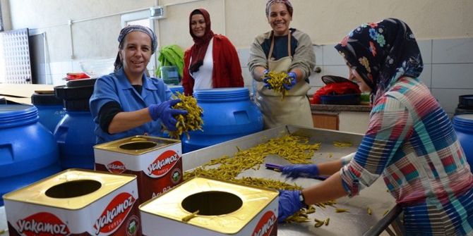 Biga’dan Dünyaya Acı Biber Turşusu İhracatı
