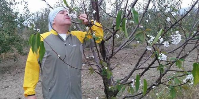 Bursa’da Kiraz Ağaçları Çiçek Açtı