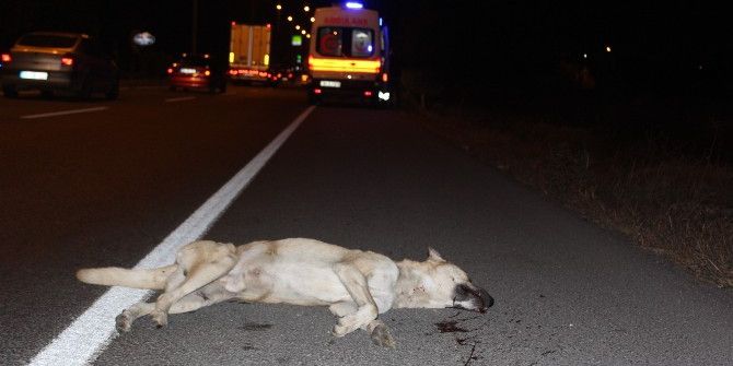 Köpeğe Çarpan Sürücü Şarampole Uçtu!