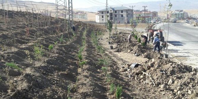 Varto’da Ağaçlandırma Çalışması