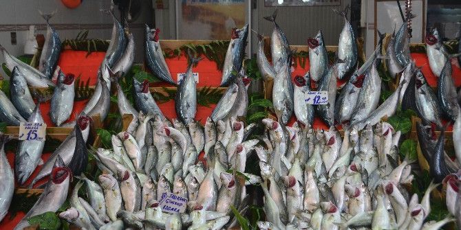 Balıkçıların Çinekop Ve Sarıkanat Bolluğu Beklentisi