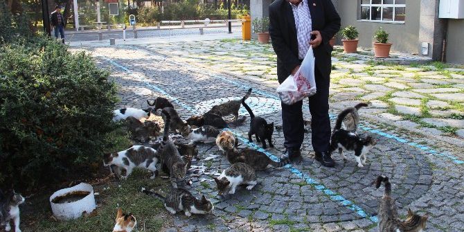 ’Kedi Bölüğü’ Sabah İçtimasında