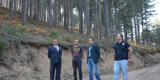 Kütahya’nın Ormanları Gençleşiyor