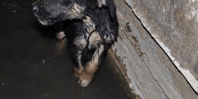 Kanala Atılan Yavru Köpeği Hayvan Sever Vatandaş Kurtardı