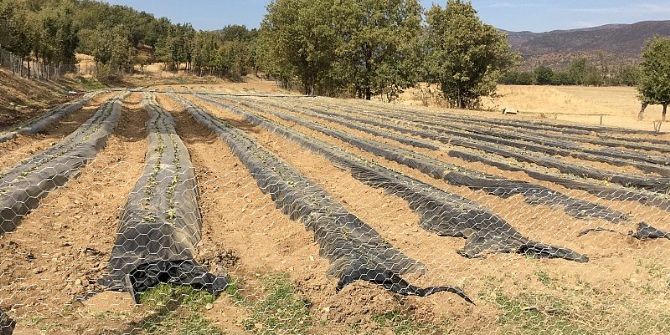 Mutki’de Çilek Yetiştiriciliği