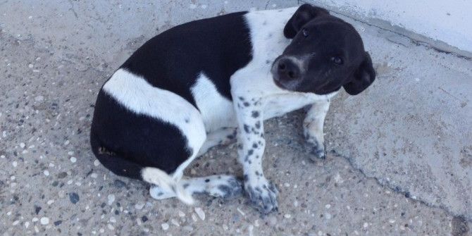 Arabanın Çarptığı Köpeğe Büyükşehir’den Yardım