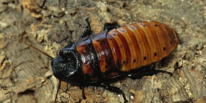 Madagaskar Hamam Böceği Ziyaretçileriyle Buluşuyor