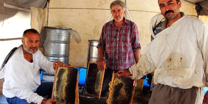Gezgin Arıcılar Bal Fiyatlarından Dertli