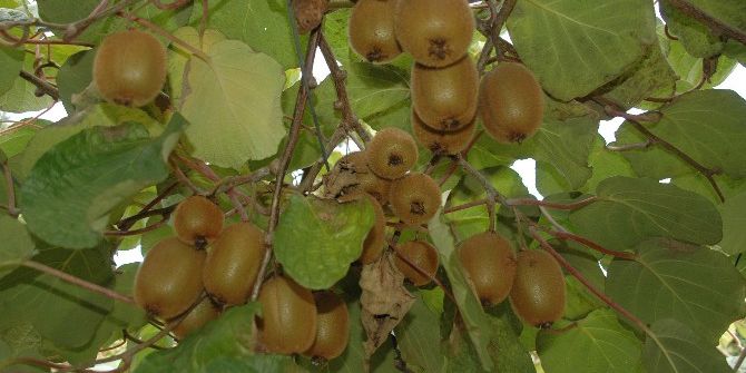 Kivi Üreticilerine "Hasat İçin Sabırlı Olun" Uyarısı