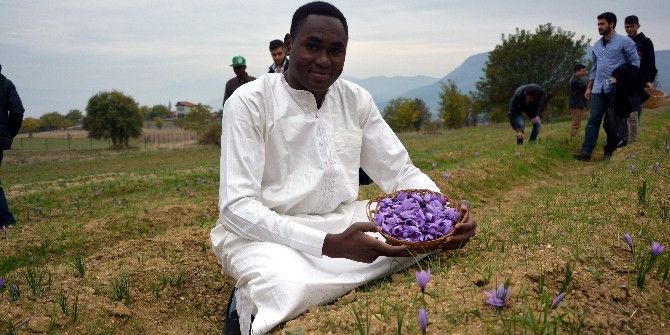Yabancı Öğrenciler Safran Hasadı Yaptı