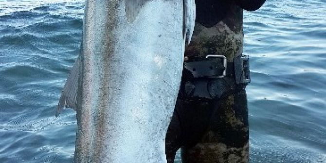 Zıpkınla Boyu Kadar Balıkları Avlıyor