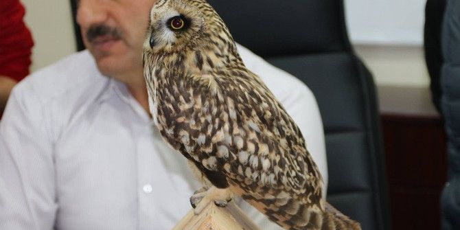 Kanadı Kırık Baykuş Tedavi Altına Alındı