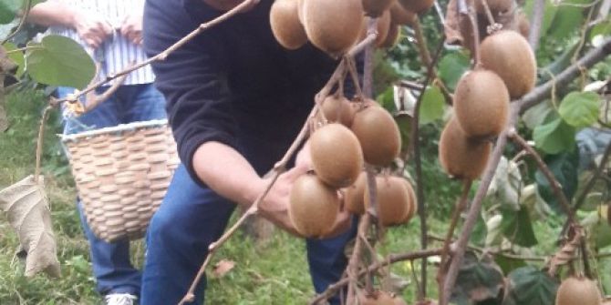 Kivi Hasadı Başladı