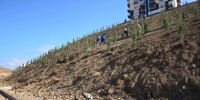 Ağaçlar Toprakla Buluşmaya Devam Ediyor