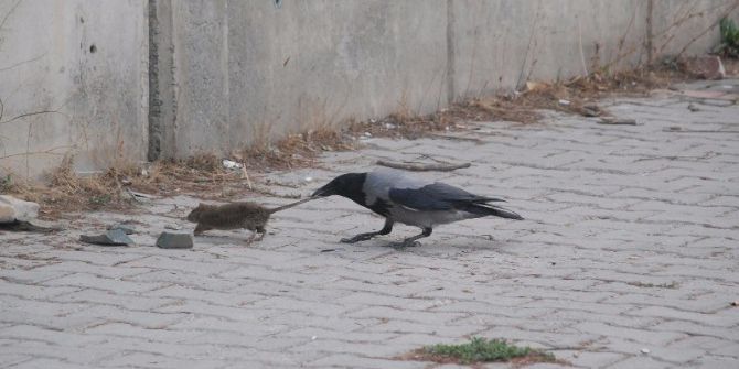 Kargaların Fare İle Mücadelesi