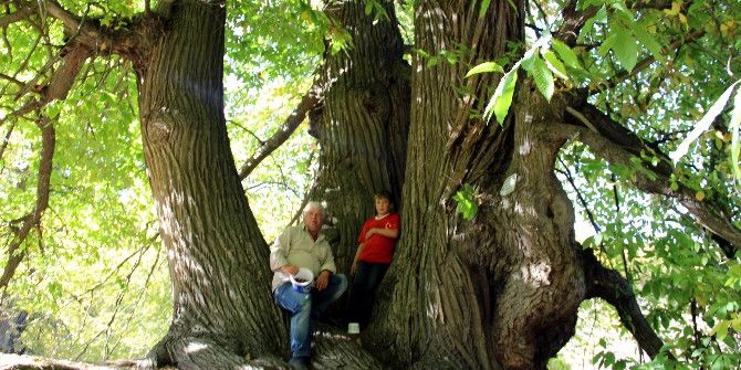 Türkiye’nin En Yaşlı Kestane Ağacı Kütahya’da