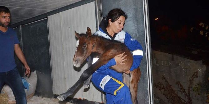 Ölüme Terk Edilen Atlar Emin Ellerde