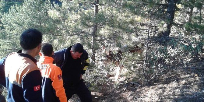 Afad Uçurumda Mahsur Kalan Büyükbaş Hayvanı Kurtardı