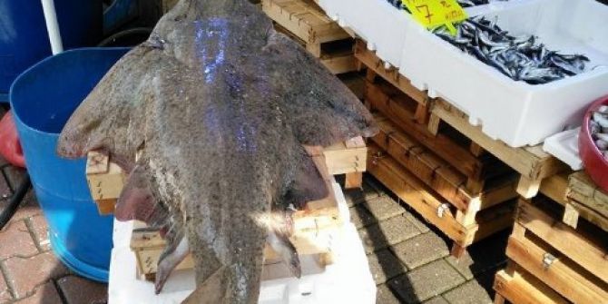 Marmara’dan Çıkan Dev Vatoz Şaşırttı