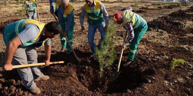 Tahir Elçi Kent Ormanı’na 25 Bin Ağaç Dikildi