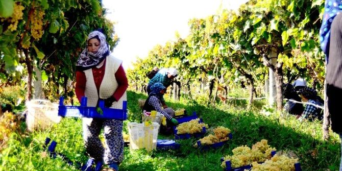 Sarıgöl’de Yaş Üzüm Fiyatları Yüzleri Güldürüyor