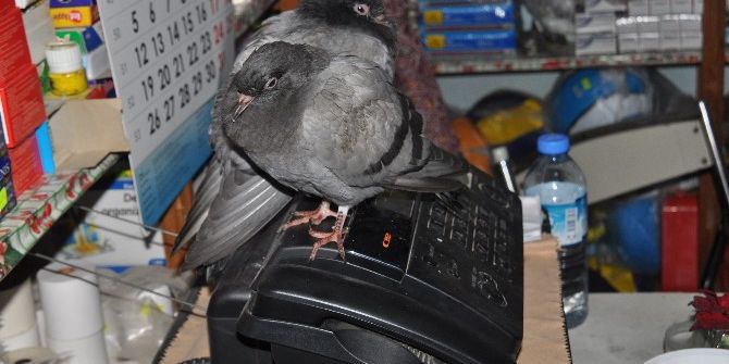 30 Yıllık Evli Çiftin Hayvan Sevgisi