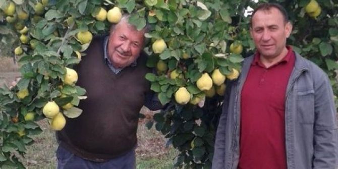 Hisarcıklı Çiftçiler: Ayva Bol Bu Kış Çok Sert Geçecek