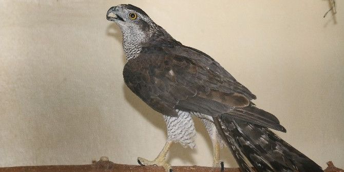 Türkiye’nin Tek Hayvan Hastanesi Yaralı Hayvanlara Şifa Oluyor