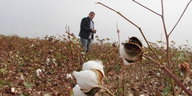 Diyarbakırlı Çiftçinin Tercihi Mısır Oldu