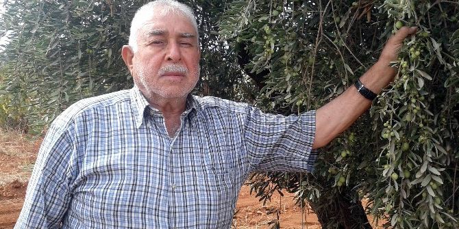 Zeytinde Rekolte Düşük