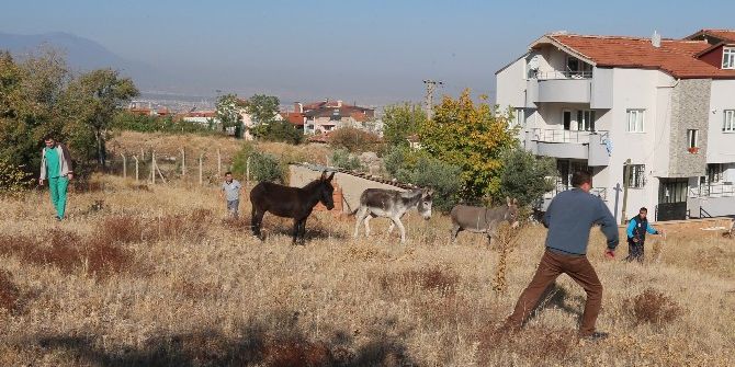 Denizli’de ’Eşek’ Operasyonu