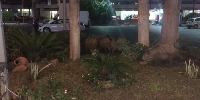 Yaban Domuzlarının Yerleşim Yerlerine İnmesi