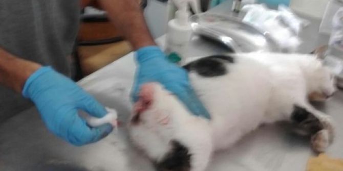 Kuyruğu Kopan Sokak Kedisi Tedavi Edildi