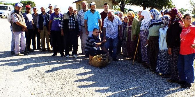 İnsanlar Kazada Kurban Olmasın Diye Koç Kurban Ettiler