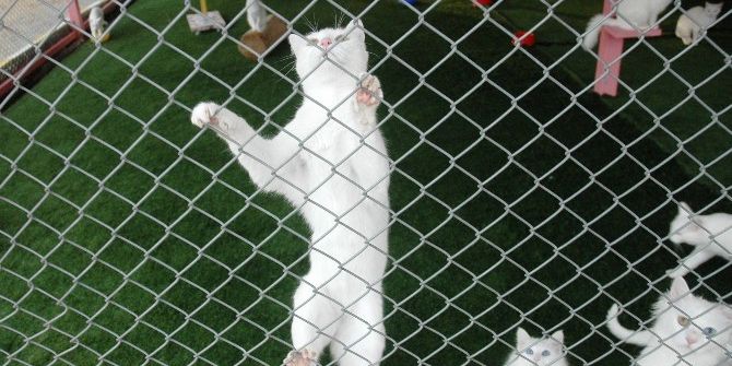 Van Kedisi Fuarların Maskotu Oldu