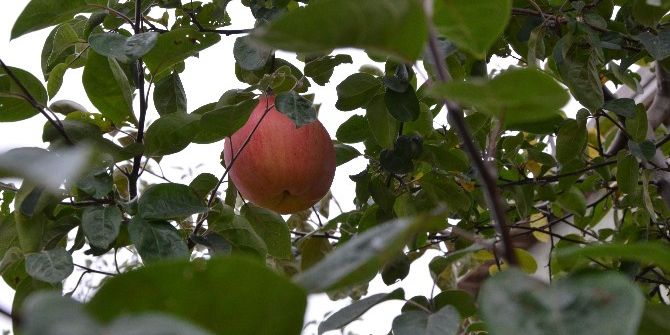 Eskişehir’de Ayva Ağacında Yetişen İlginç Meyve