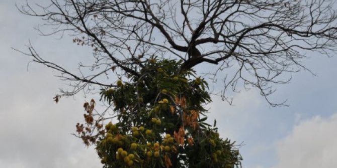 Simav’da ’Kestane Kanseri’ Hastalığı