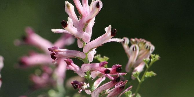 Sedef Hastalarına Şahtere Otu Tavsiyesi